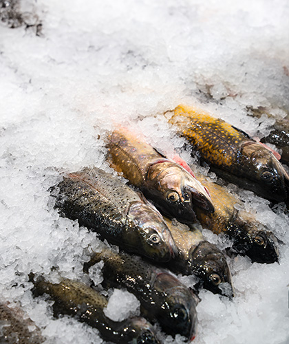 Frische Fische in Eis gekühlt